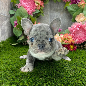 French Bulldog Puppy Jaspar