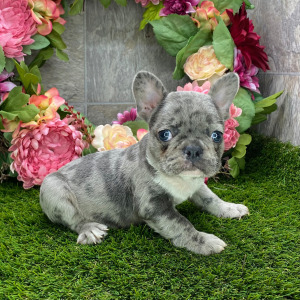 French Bulldog Puppy Jaspar