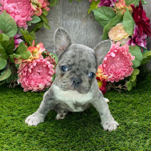 French Bulldog Puppy Jaspar