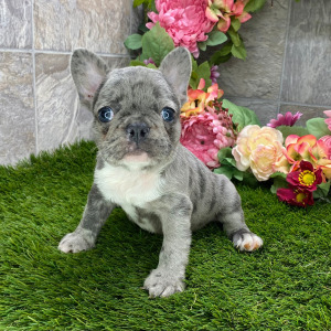 French Bulldog Puppy Jaspar