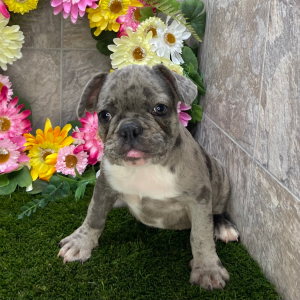 French Bulldog Puppy Jaspar