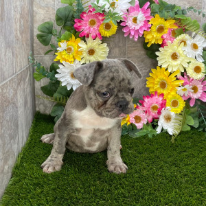 French Bulldog Puppy Jaspar