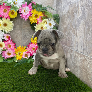 French Bulldog Puppy Jaspar