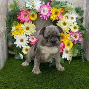 French Bulldog Puppy Jaspar
