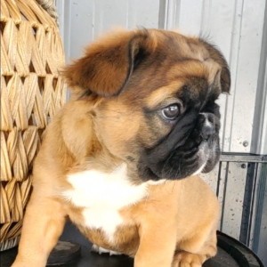 French Bulldog Puppy Fluffy Ariel