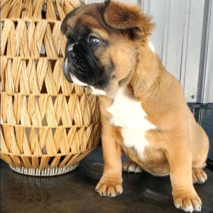 French Bulldog Puppy Fluffy Ariel