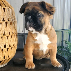 French Bulldog Puppy Fluffy Ariel