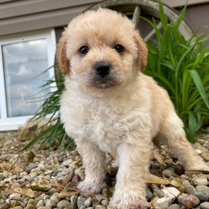 Labradoodle Puppy Danae