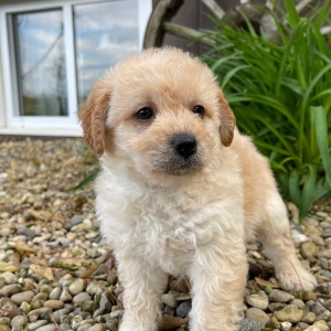 Labradoodle Puppy Danae