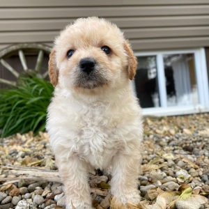 Labradoodle Puppy Danae