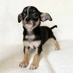 Chihuahua Puppy Flash