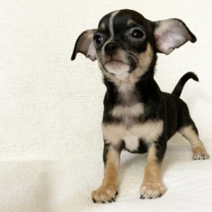 Chihuahua Puppy Flash