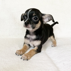 Chihuahua Puppy Flash
