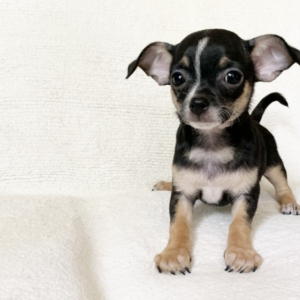 Chihuahua Puppy Flash