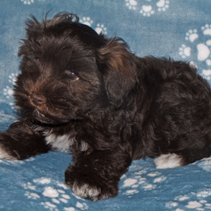 Miniature Schnauzer Puppy Charlie