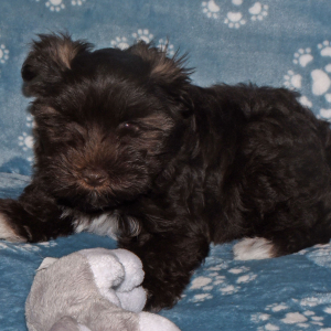 Miniature Schnauzer Puppy Charlie