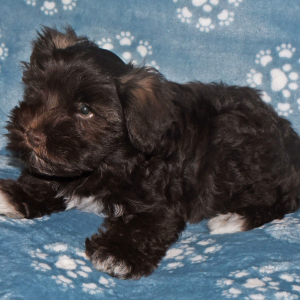 Miniature Schnauzer Puppy Charlie
