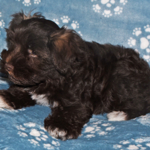 Miniature Schnauzer Puppy Charlie