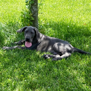 Great Dane Puppy Alfonso