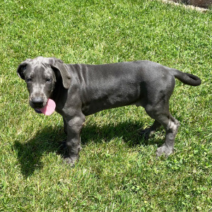Great Dane Puppy Alfonso