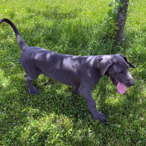 Great Dane Puppy Alfonso