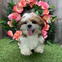 Shih Tzu Puppy Giles