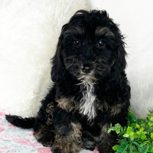 Cavapoo Puppy Taylor