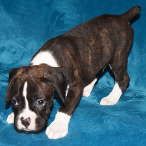 Boxer Puppy Drake
