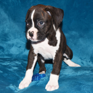 Boxer Puppy Drake