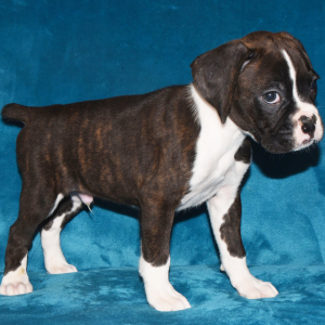Boxer Puppy Drake