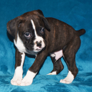 Boxer Puppy Drake