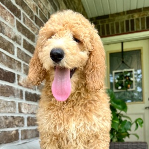 Poodle Puppy Cali