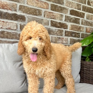 Poodle Puppy Cali