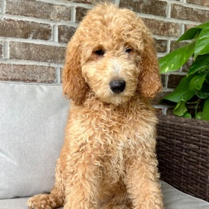 Poodle Puppy Cali