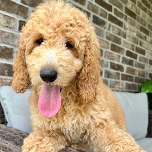 Poodle Puppy Cali