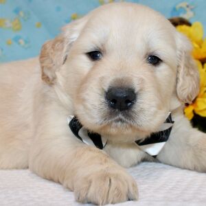 Golden Retriever Puppy Rork