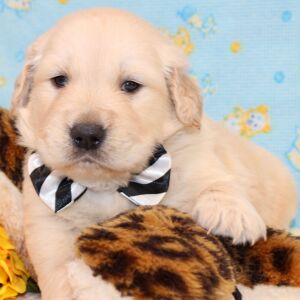 Golden Retriever Puppy Rork