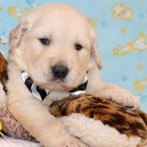 Golden Retriever Puppy Rork