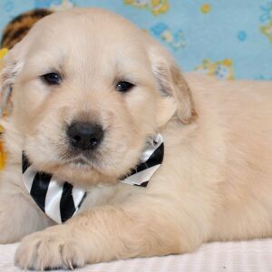 Golden Retriever Puppy Rork