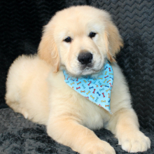 Golden Retriever Puppy Rork