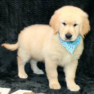 Golden Retriever Puppy Rork