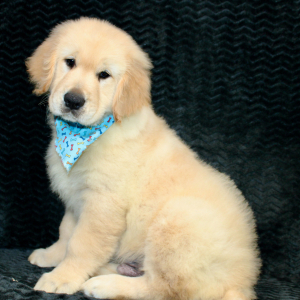 Golden Retriever Puppy Rork