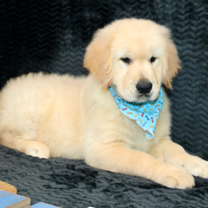 Golden Retriever Puppy Rork