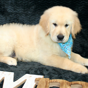 Golden Retriever Puppy Rork
