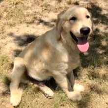 Golden Retriever Puppy Rork