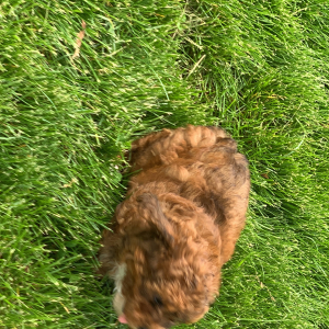 Poodle Puppy Junebug