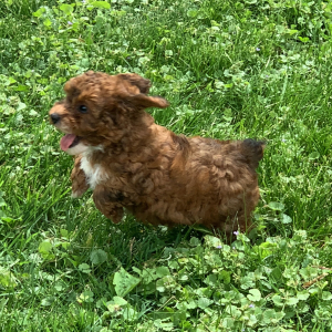 Poodle Puppy Junebug