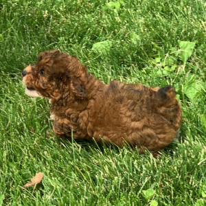 Poodle Puppy Junebug