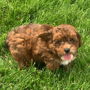 Poodle Puppy Junebug