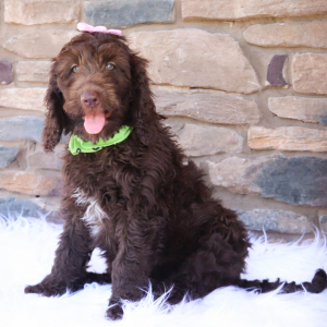 Labradoodle Puppy Kenzie